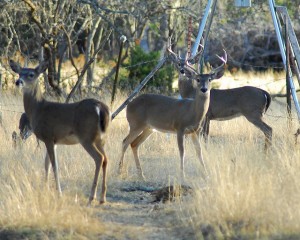 Deer Hunting Accidents